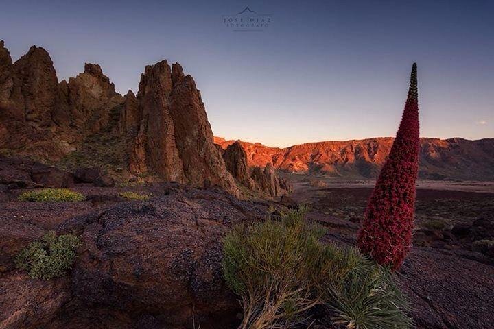 Teide Half Day National Park Bus Tour