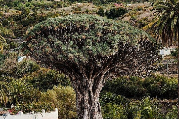 Teide-Icod-Garachico-Masca Day Trip in Tenerife