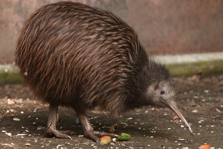 Waitomo Caves & Rotorua + Te Puia Small-Group Tour from Auckland