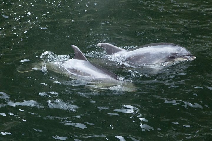 Premium Milford Sound Small Group Tour & Cruise from Queenstown