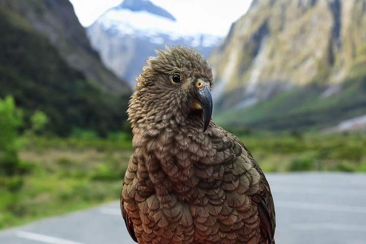 Premium Milford Sound Small Group Tour & Cruise from Queenstown