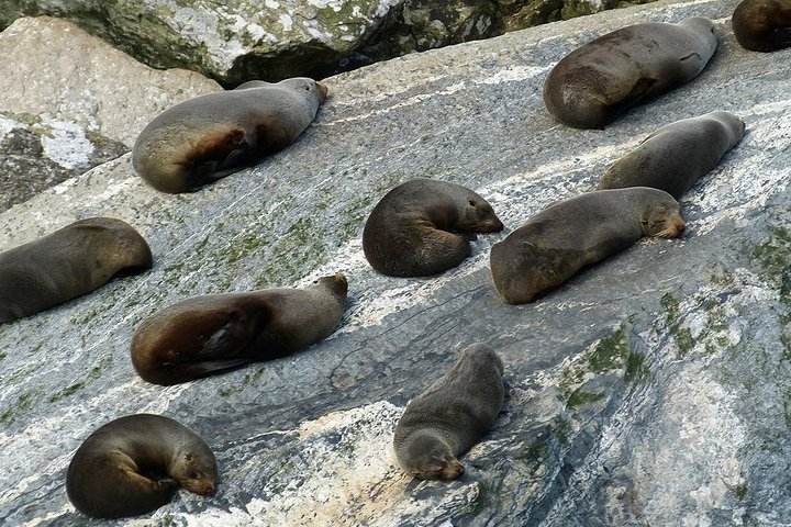 Premium Milford Sound Small Group Tour & Cruise from Queenstown