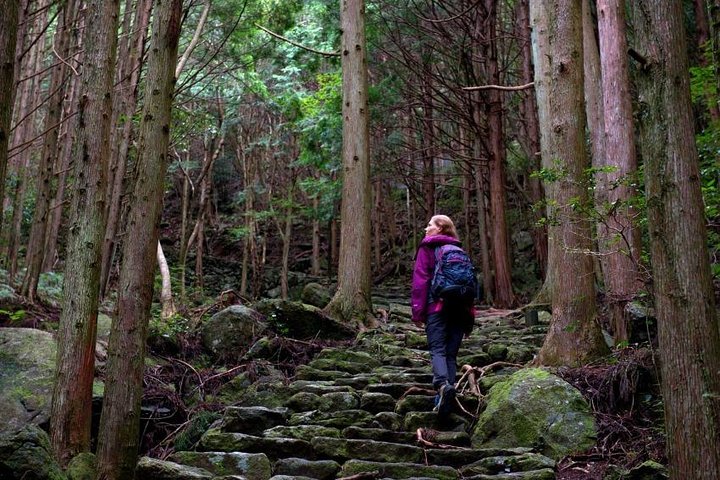 Kumano Kodo Pilgrimage in 1 Day Hike with Licensed Guide