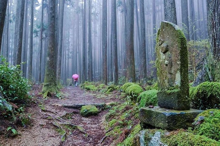 Kumano Kodo Pilgrimage in 1 Day Hike with Licensed Guide