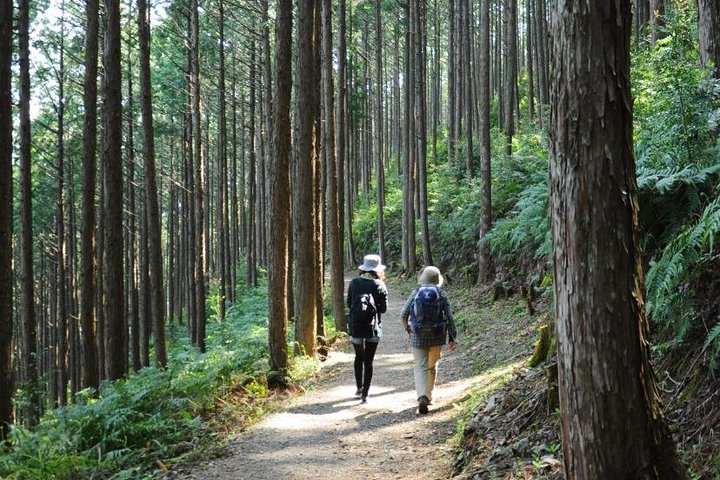 Kumano Kodo Pilgrimage in 1 Day Hike with Licensed Guide