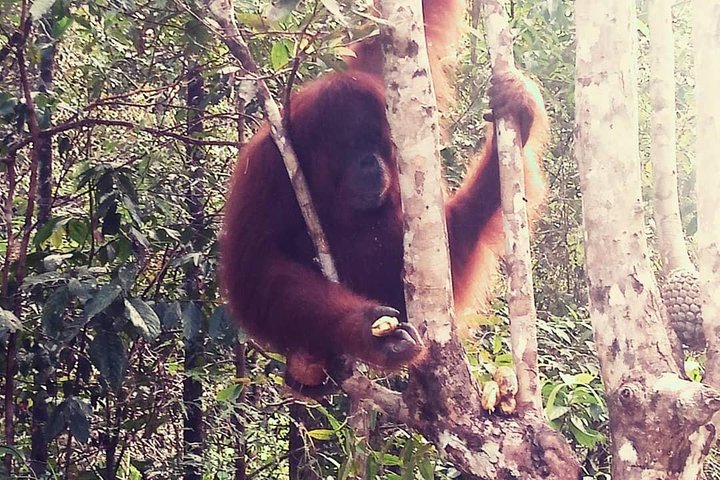 Semenggoh Orangutan Centre from Kuching