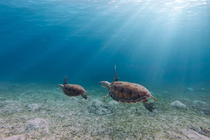 Culebra Snorkel with Turtles & Flamenco Beach Adventure by Ferry