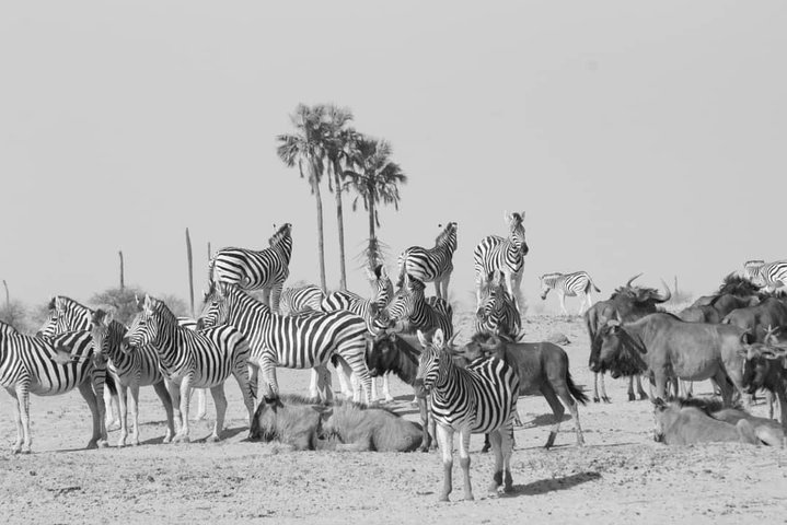 Makgadikgadi Pans Overnight:sleep under the stars| from kasane