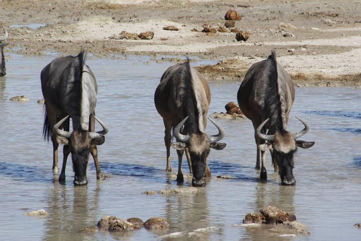 Makgadikgadi Pans Overnight:sleep under the stars| from kasane