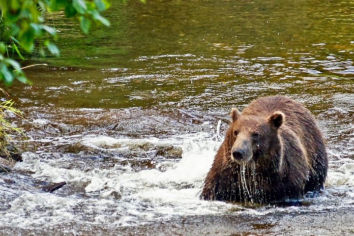 Chichagof Island Tour: Brown Bear Search