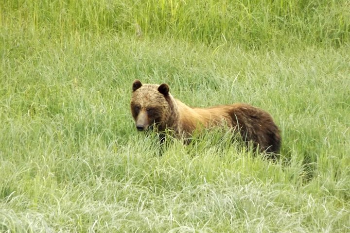 Chichagof Island Tour: Brown Bear Search