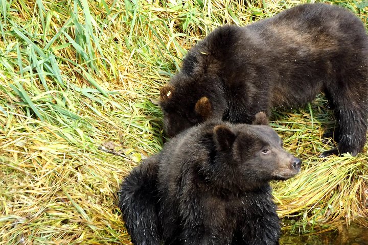 Chichagof Island Tour: Brown Bear Search