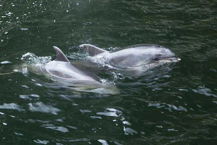Premium Milford Sound Tour, Cruise & Lunch from Te Anau