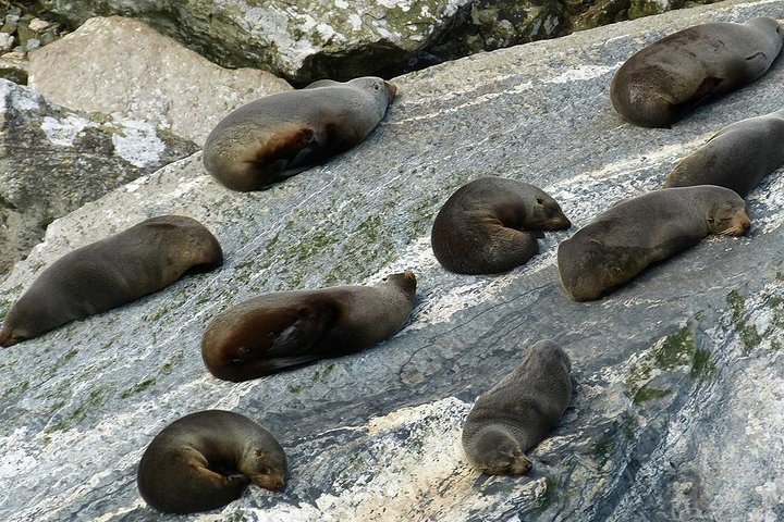 Premium Milford Sound Tour, Cruise & Lunch from Te Anau
