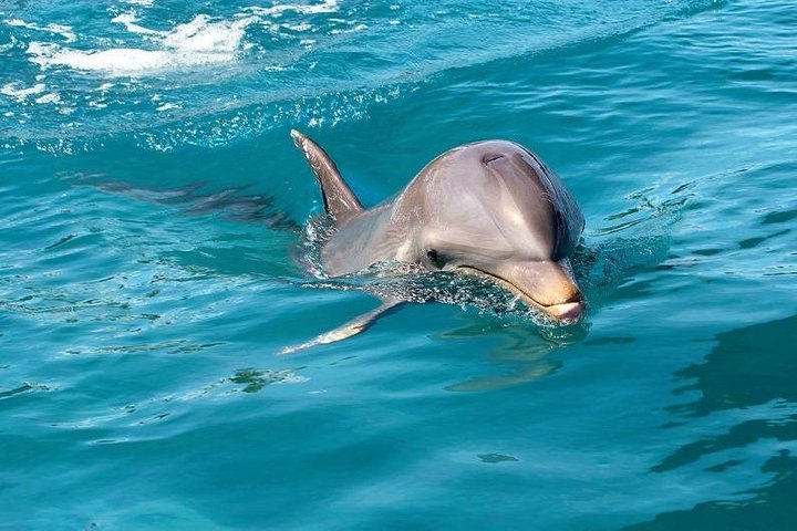Dolphin Encounters, Ile aux Benitier & Crystal rock: Full-Day (Lunch & Transfer)