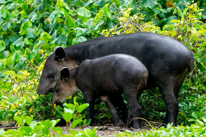 2-Day Tour in Corcovado, Sirena and San Pedrillo Stations