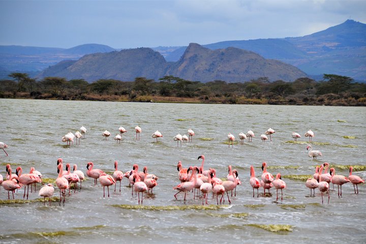 1 Day Safari to Lake Nakuru National Park