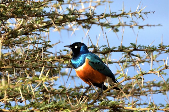1 Day Safari to Lake Nakuru National Park