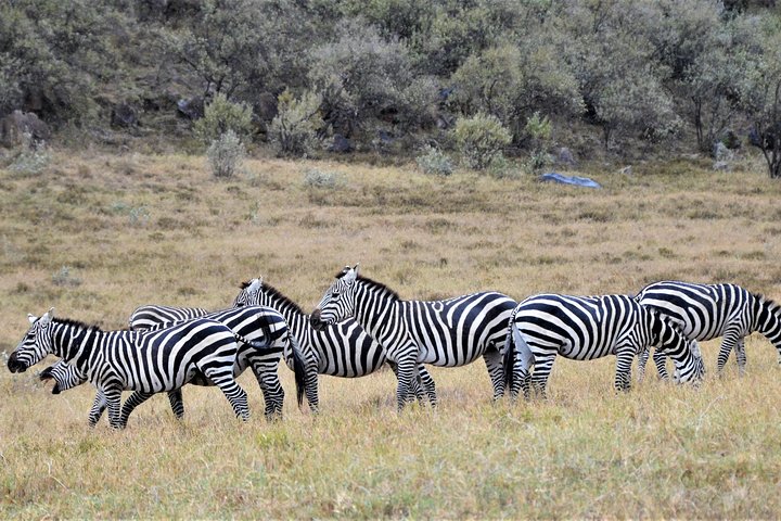 1 Day Safari to Lake Nakuru National Park