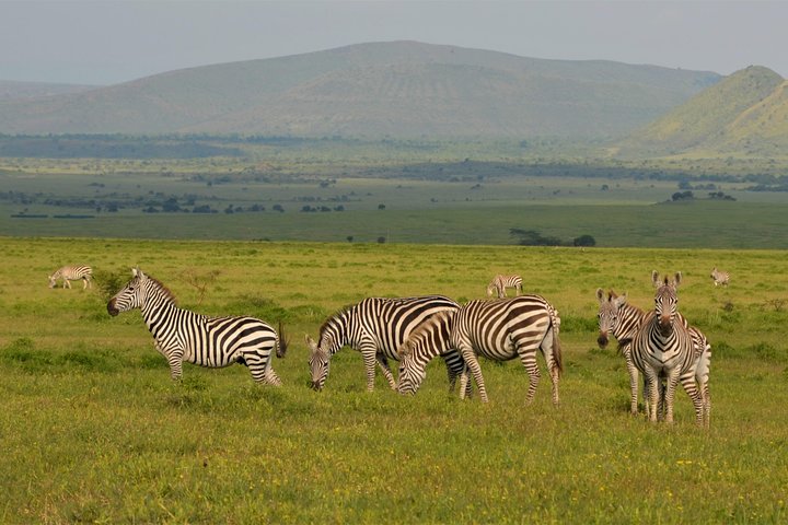 1 Day Safari to Lake Nakuru National Park