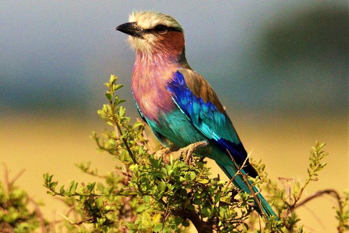 1 Day Safari to Lake Nakuru National Park