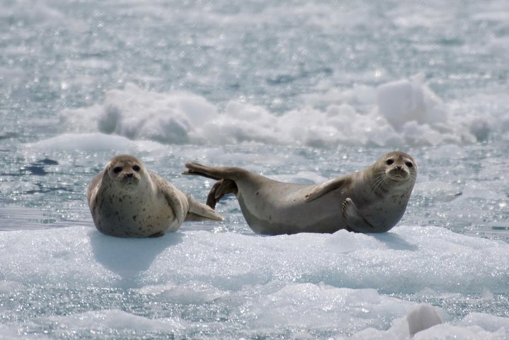 Full-Day Kenai Fjords National Park Cruise