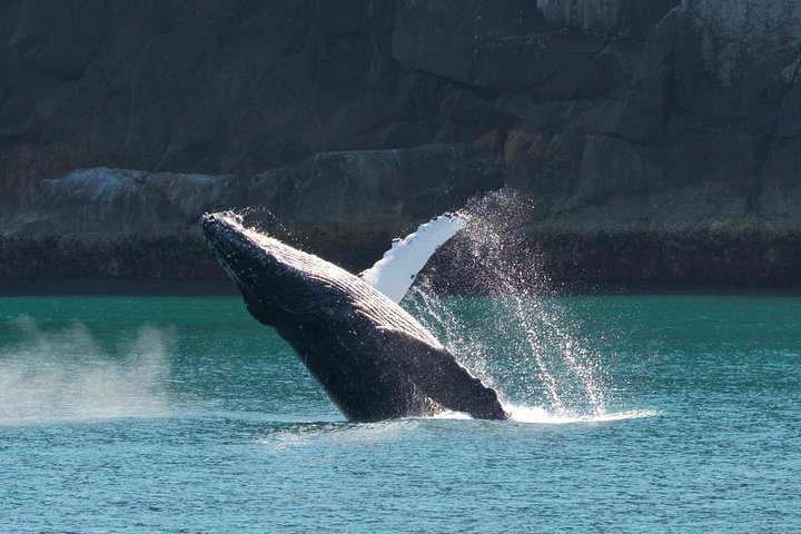 Full-Day Kenai Fjords National Park Cruise