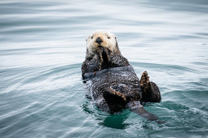 Kenai Fjords National Park Glacier & Wildlife Cruise