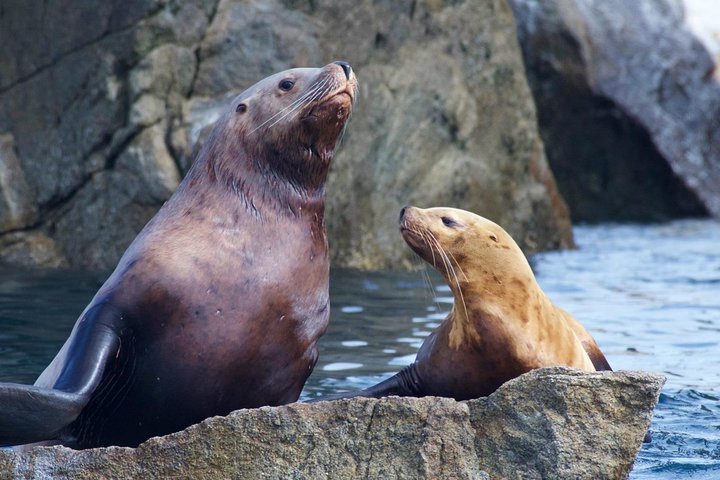 Kenai Fjords National Park Glacier & Wildlife Cruise