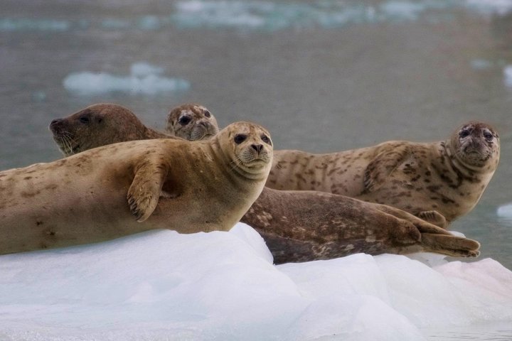 Kenai Fjords National Park Glacier & Wildlife Cruise