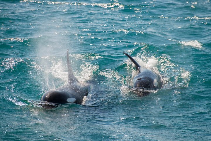 Full-Day Kenai Fjords National Park Cruise