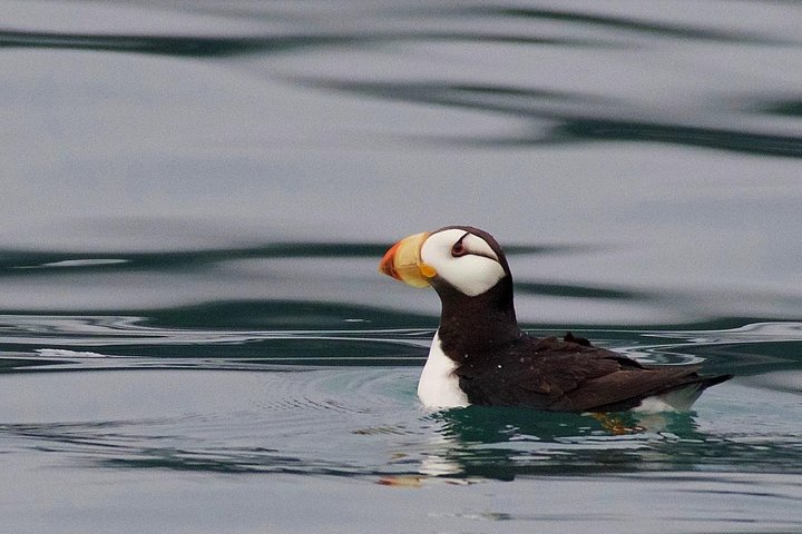 Full-Day Kenai Fjords National Park Cruise