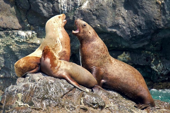 Full-Day Kenai Fjords National Park Cruise