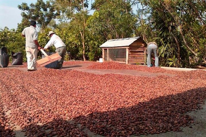 Half-day Chocolate Workshop - Cacao Farm