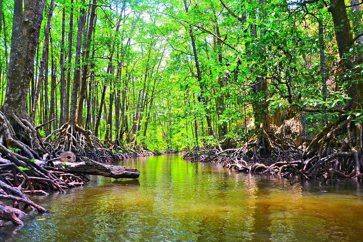 3-in-1 Adventure: Underground River, Zipline ride, and Mangrove Forest Tour