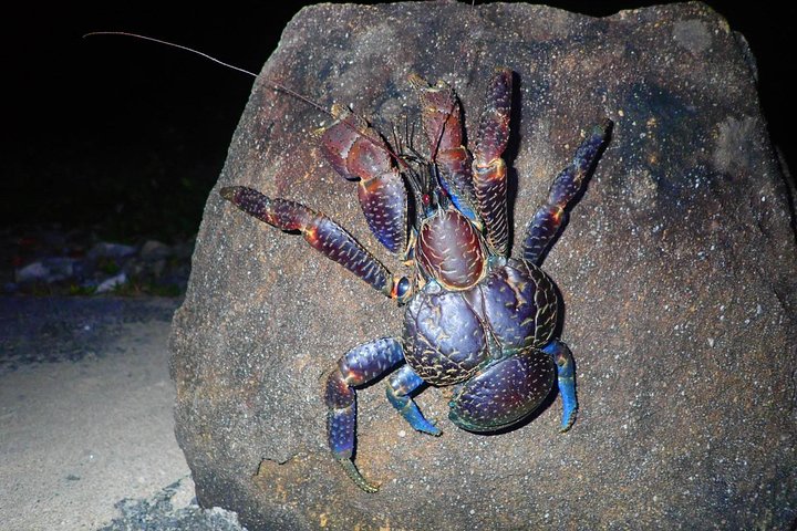 Okinawa Iriomotejima Night Adventure Tour
