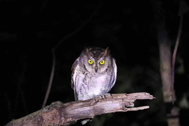 Okinawa Iriomotejima Night Adventure Tour