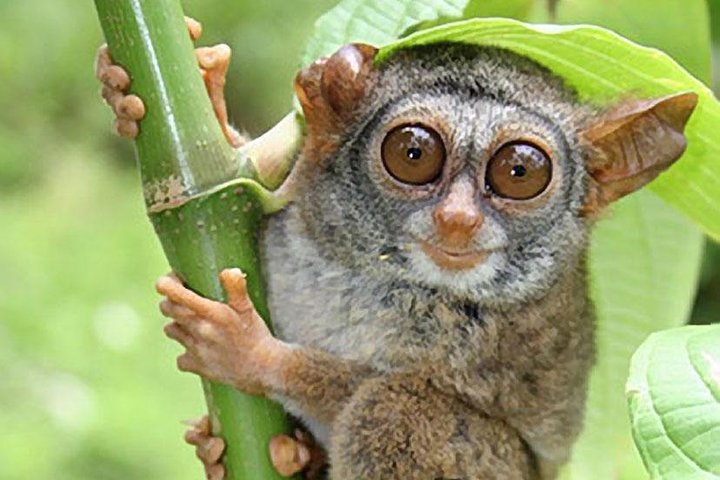 Chocolate hills tour with Tarsier & Loboc river Buffet Lunch (half-day tour)