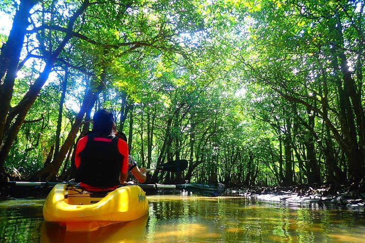 Okinawa Iriomote Mangrove SUP or Canoe Tour