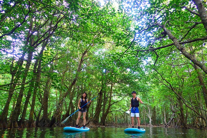 Okinawa Iriomote Mangrove SUP or Canoe Tour