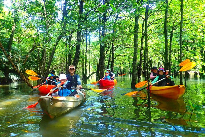 Okinawa Iriomote Mangrove SUP or Canoe Tour