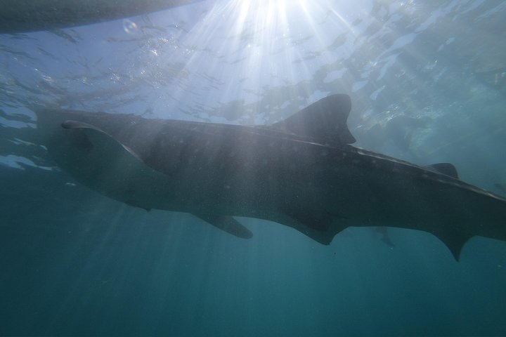 Whale Shark Watching with Sumilon Sandbar and Kawasan Falls Tour
