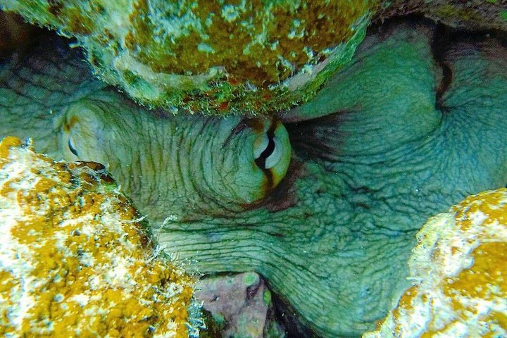 Culebra Snorkeling and Beach Day Tour All Inclusive