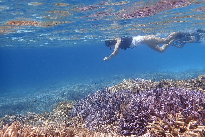 Okinawa Iriomote Snorkeling Tour at Coral Island