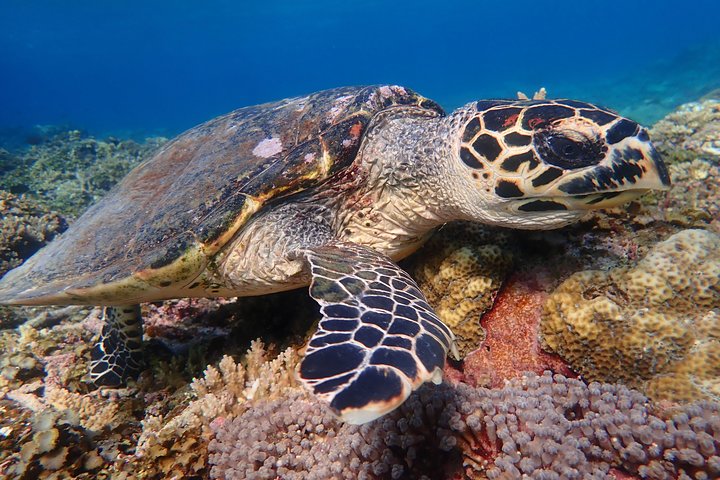 Okinawa Iriomote Snorkeling Tour at Coral Island