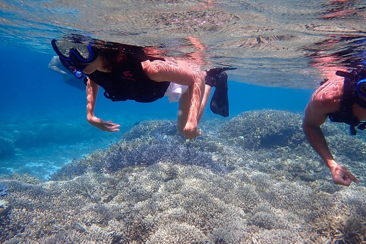 Okinawa Iriomote Snorkeling Tour at Coral Island