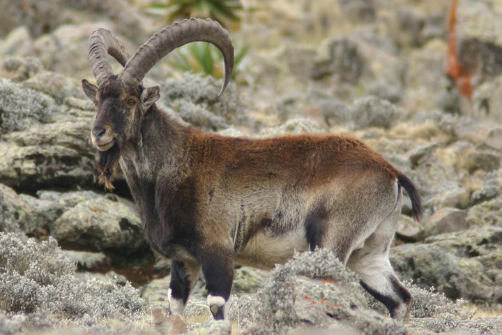 4 Days Simien Mountains Trekking
