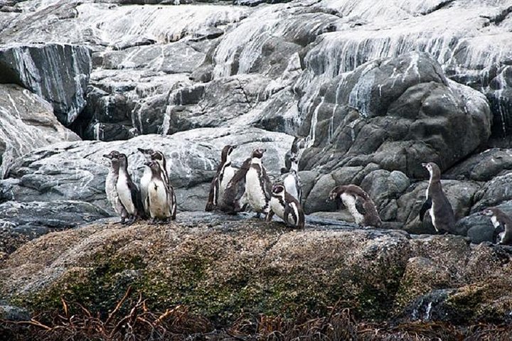 Penguin Watching-Navigation Horseback Riding & BBQ FromVALPARAISO