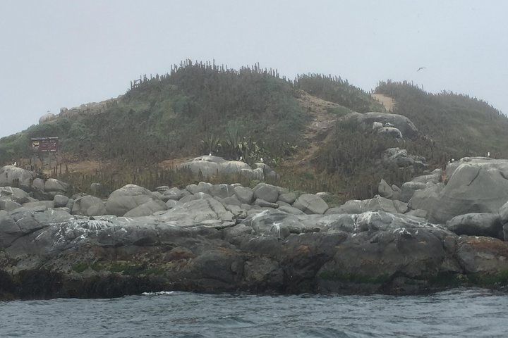 Penguin Watching-Navigation Horseback Riding & BBQ FromVALPARAISO