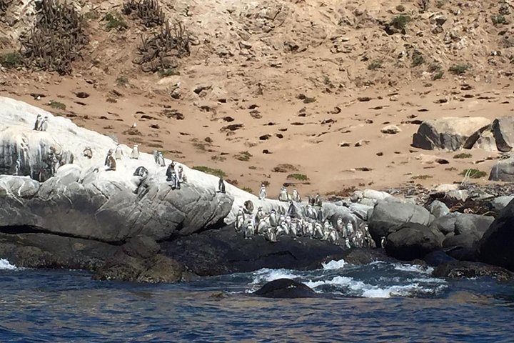 Penguin Watching-Navigation Horseback Riding & BBQ FromVALPARAISO